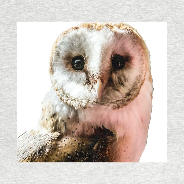 Barn Owl in Colour by bywhacky